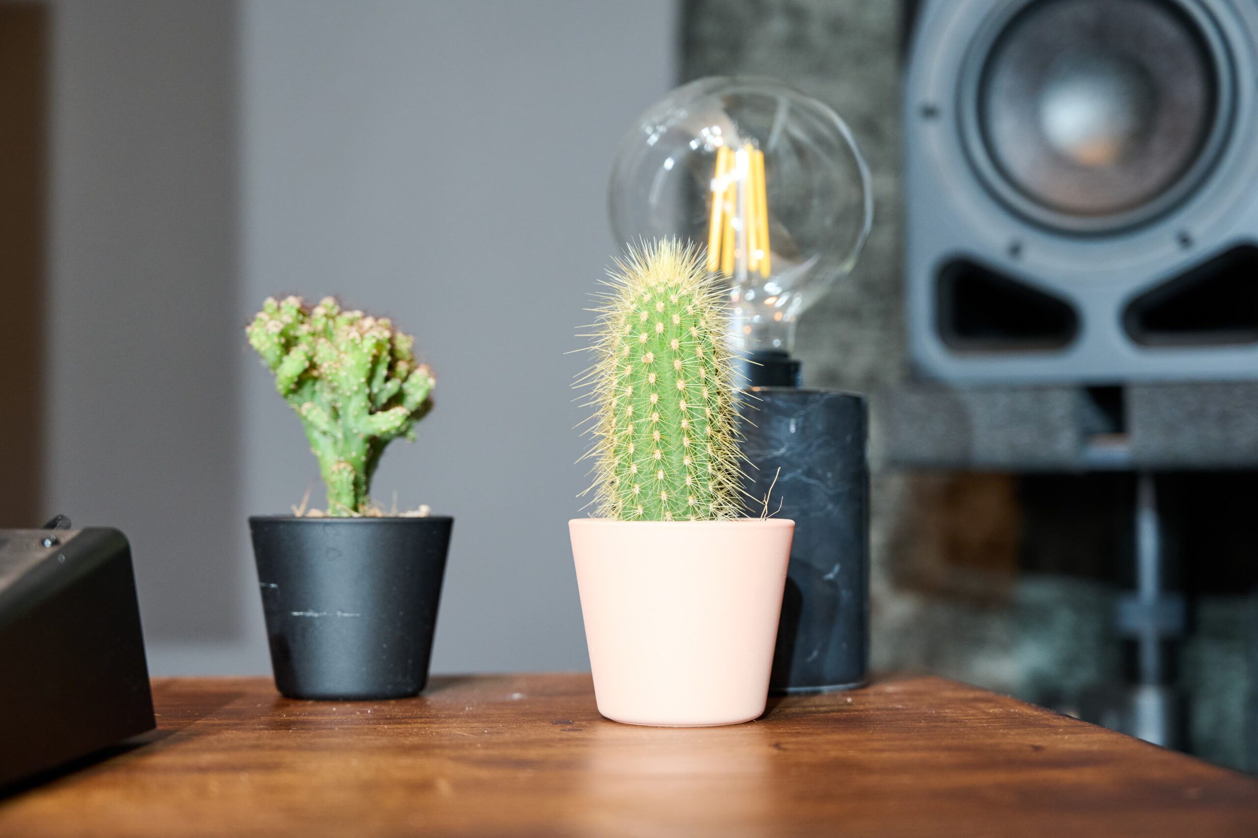 Cactus Optimized